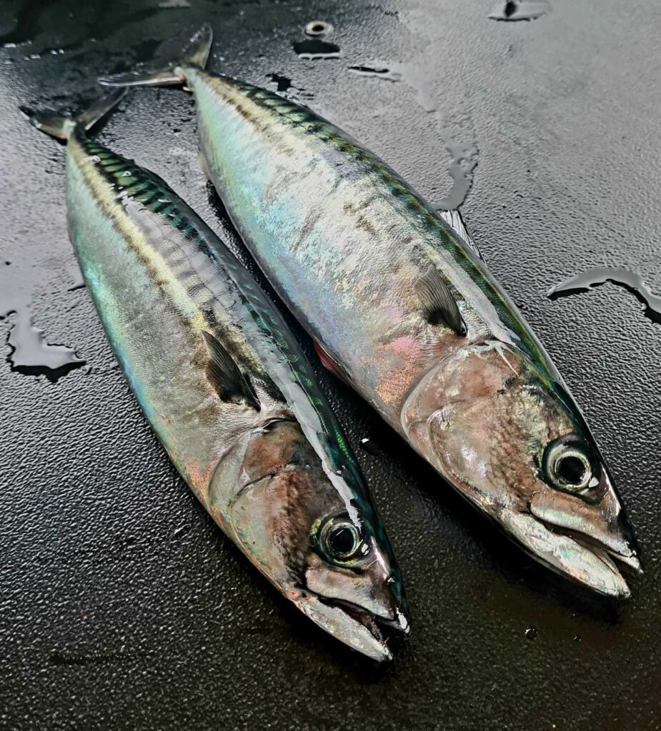 Zwei Makrelen