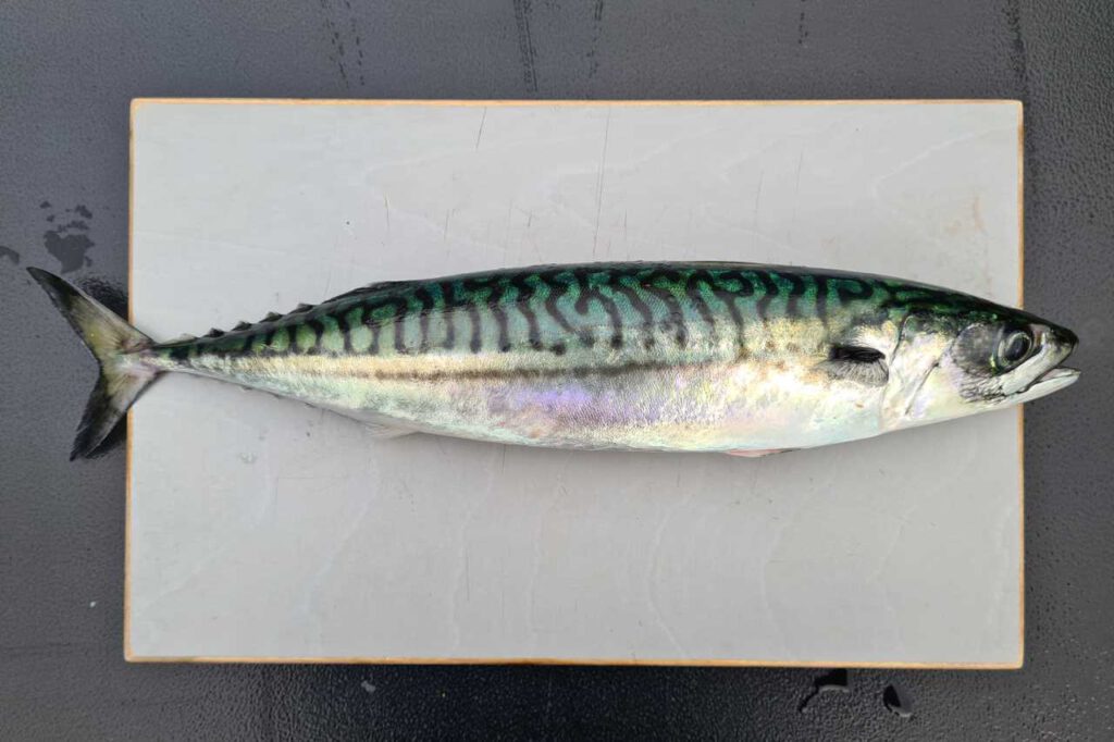 Makrele auf Schneidebrett