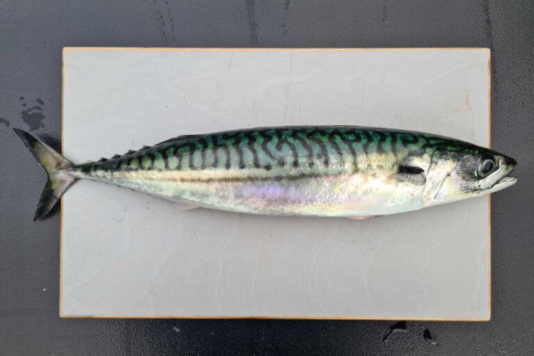 Makrele auf Schneidebrett