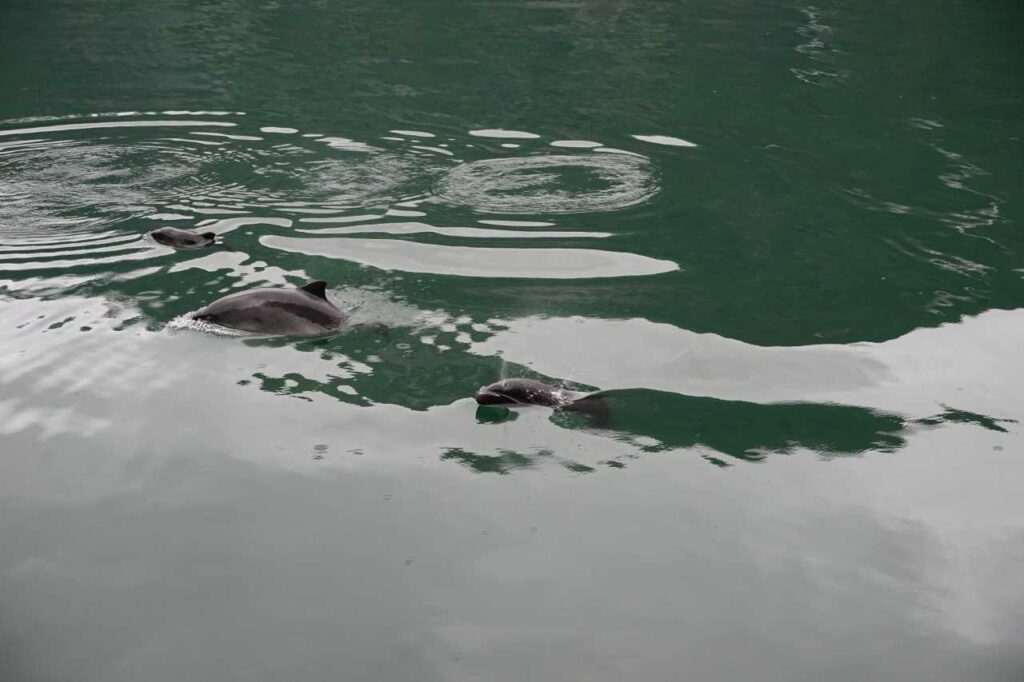 Schweinswale im Fjord