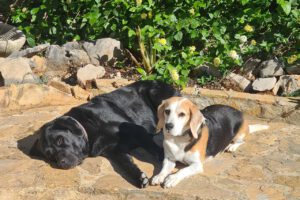 Fritzi und sein neuer Freund Chico