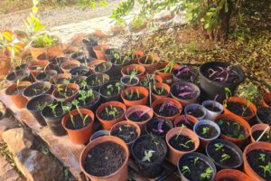 Ganz viele Pflanzensetzlinge